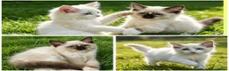 Ragdoll cats for sale: RAGDOLLS GIRL SEAL POINT BICOLOUR BLUE EYES  - Advert 1