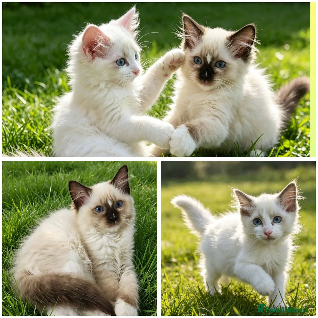 Ragdoll cats for sale: RAGDOLLS GIRL SEAL POINT BICOLOUR BLUE EYES  - Advert 1