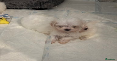 Maltese dogs - Advert 4