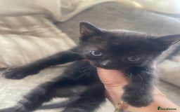 British Shorthair cats for sale: Beautiful British shorthair X Persian kittens  - Image 2