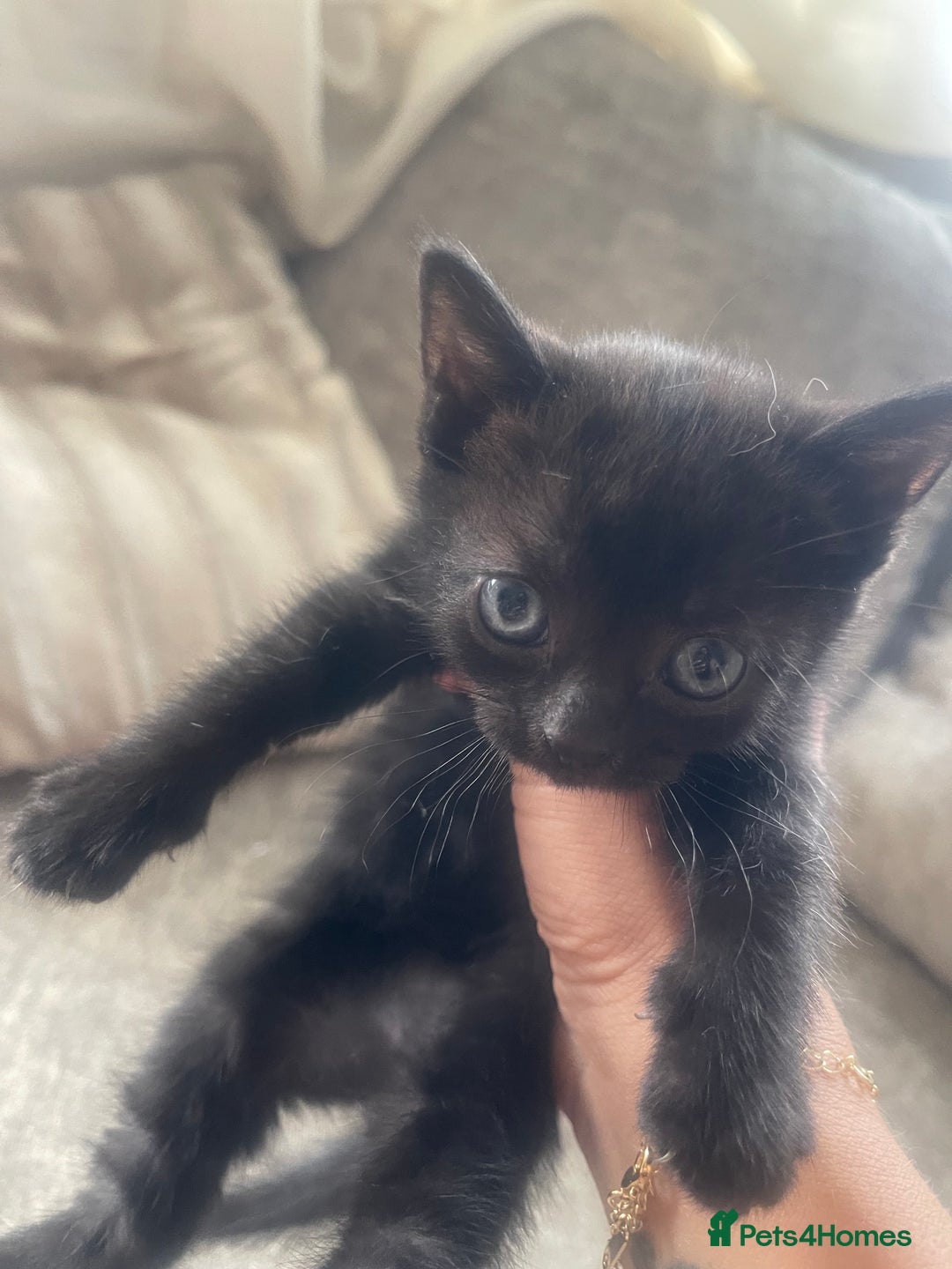 British Shorthair cats for sale: Beautiful British shorthair X Persian kittens  - Image 2