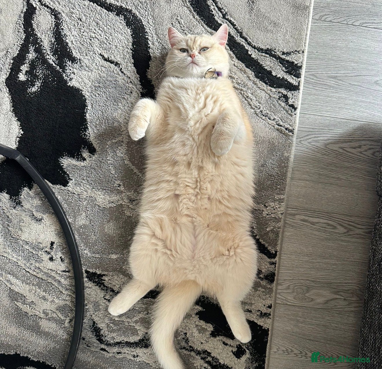 British Shorthair cats Golden British shorthair  - Advert 9