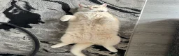 British Shorthair cats for sale: Golden British shorthair  in Rugby - Advert 1