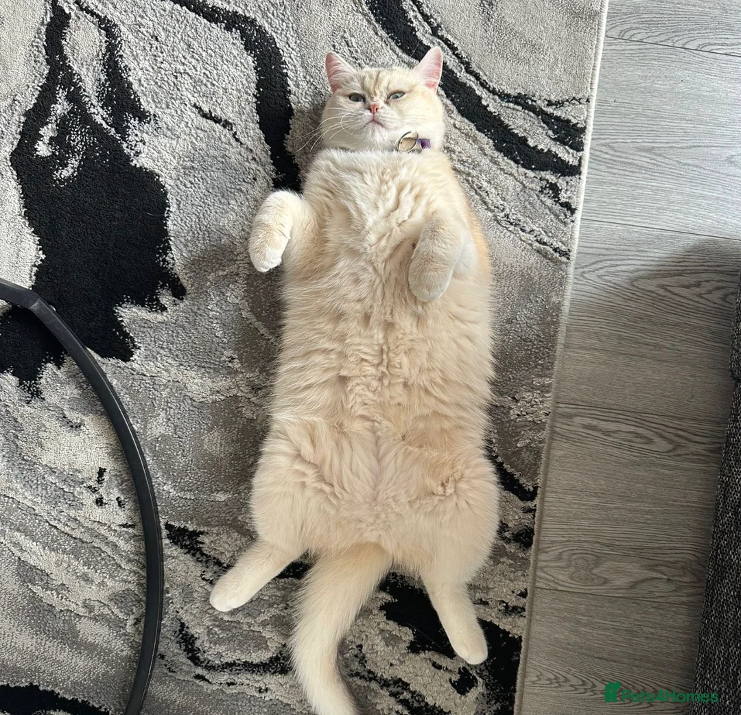 British Shorthair cats for sale: Golden British shorthair  in Rugby - Advert 1