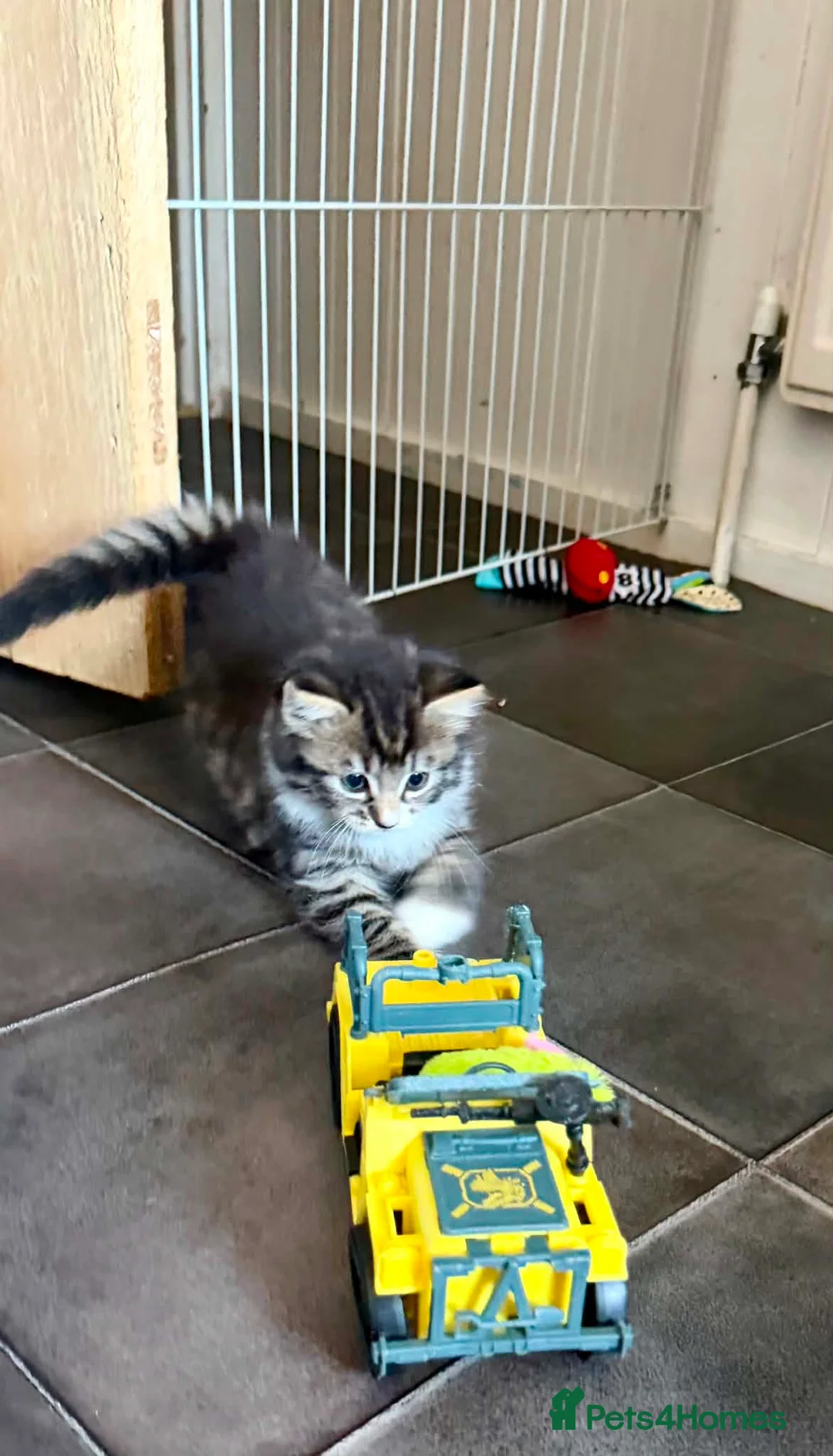 Mixed Breed cats for sale: Beautiful kittens - Advert 2