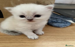 Persian cats for sale: 2 stunning pure pedigree Persian chinchilla kitten - Image 2