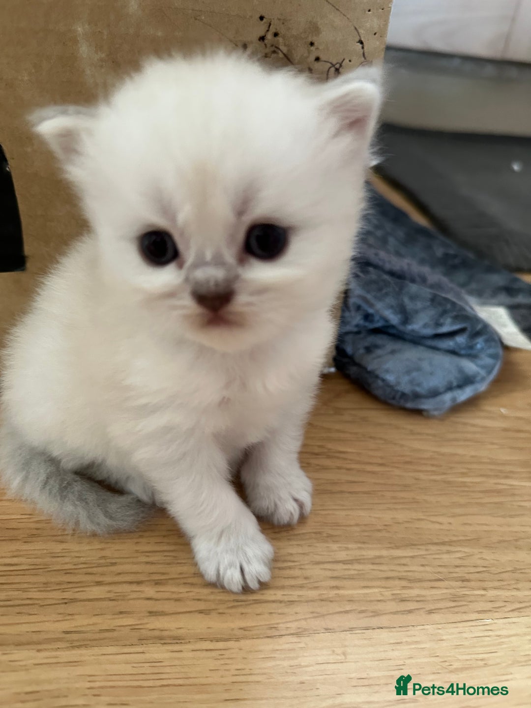 Persian cats for sale: 2 stunning pure pedigree Persian chinchilla kitten - Image 2