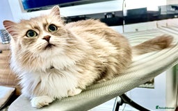 Siberian cats for sale: Beautiful Siberian Cat - Hypoallergenic - Image 2