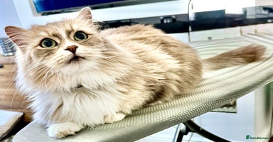 Siberian cats - Advert 10
