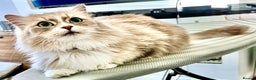 Siberian cats for sale: Beautiful Siberian Cat - Hypoallergenic - Advert 2