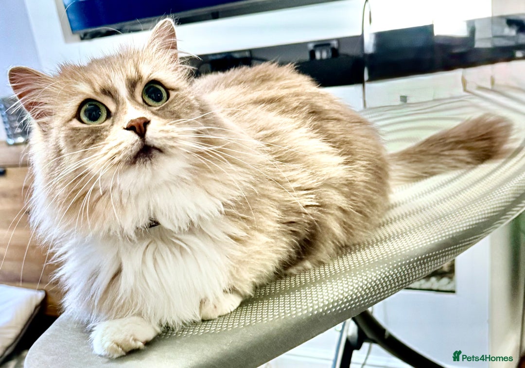 Siberian cats for sale: Beautiful Siberian Cat - Hypoallergenic - Image 2