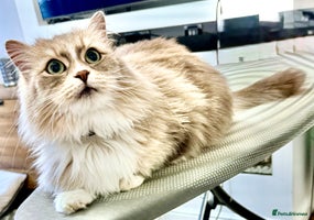 Siberian cats - Advert 8