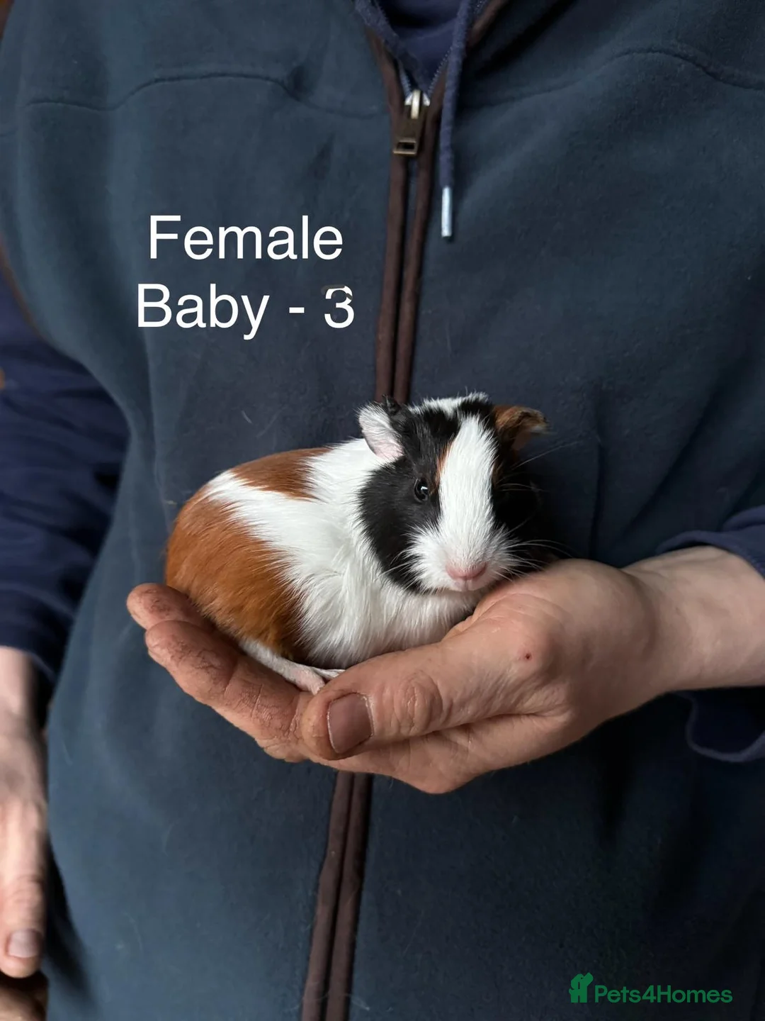 Guinea Pig rodents for sale: Mixed guinea pigs - Advert 1