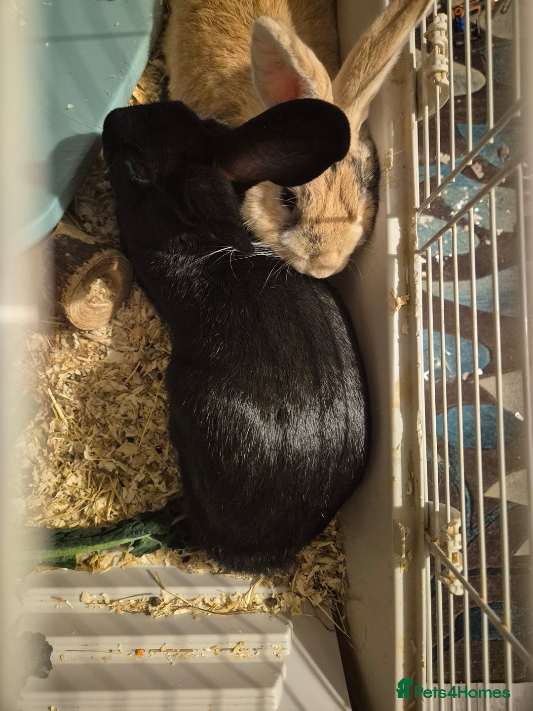 Havana rabbits for sale: Male Rabbits - Advert 1