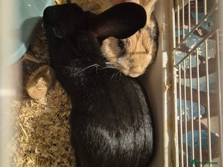 Havana rabbits Male Rabbits - Advert 1