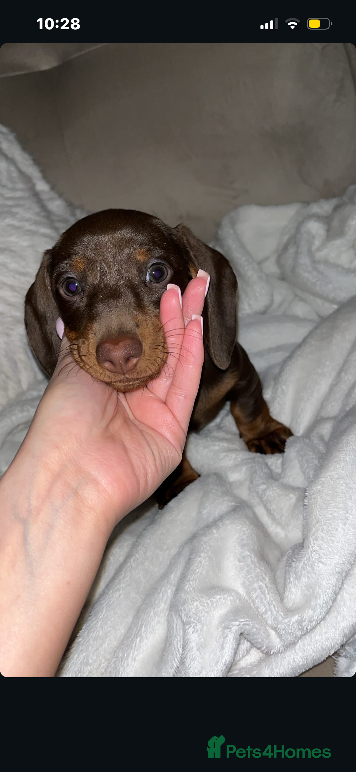 Miniature Dachshund dogs Miniature dachshund  in Birmingham - Advert 1