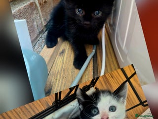 Mixed Breed cats Lovely kittens🥰 - Advert 16