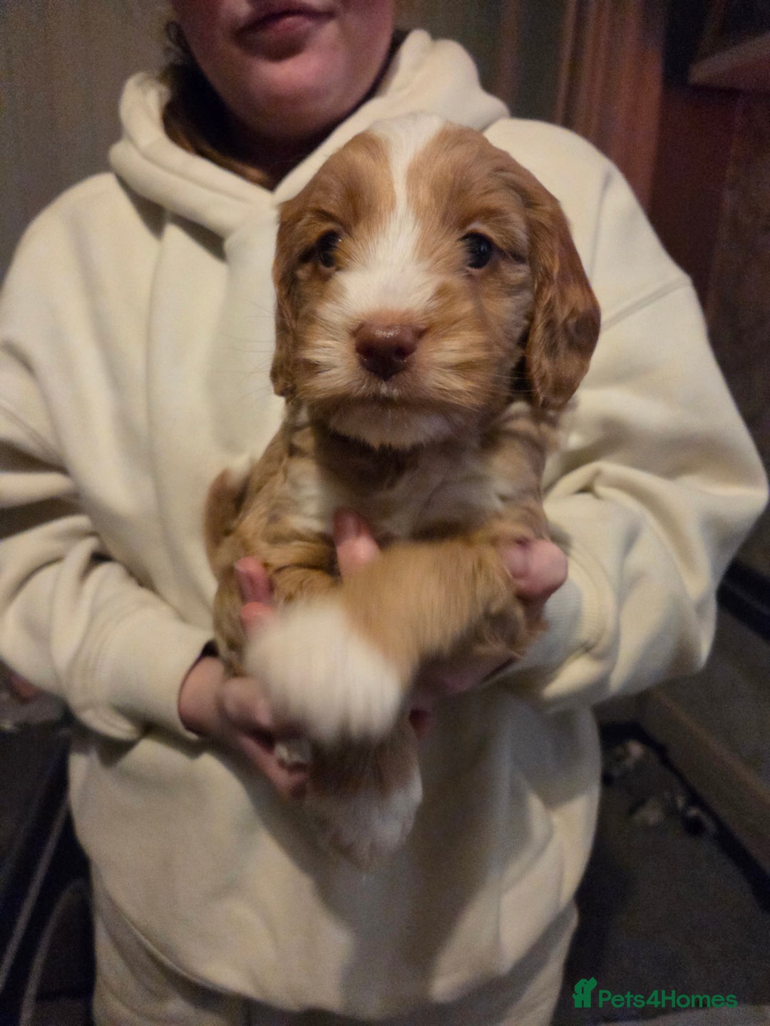 Cockapoo dogs for sale: Cockapoo Puppies - Advert 5