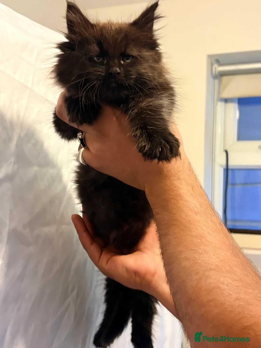 Mixed Breed cats for sale: Stunning Maine Coon x Ragdoll Kittens  in Radstock - Advert 2