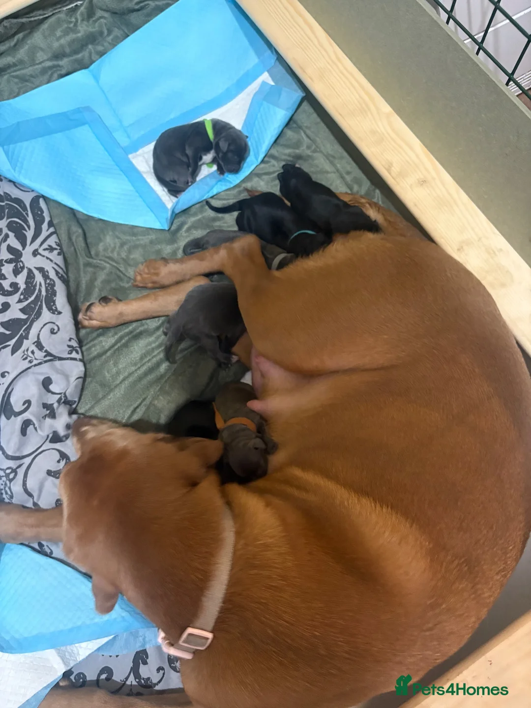 Mixed Breed dogs for sale: 10 beautiful labrador x bully cross pups  in Wigan - Advert 2