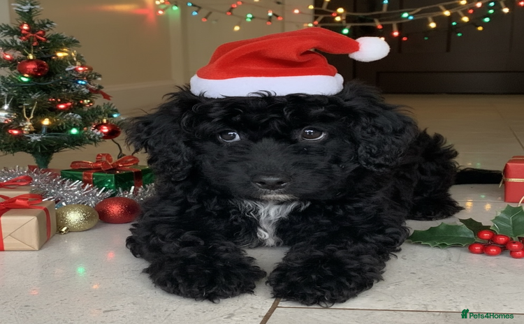 Miniature Poodle dogs Poodle x last girl fully vaccinated  - Advert 9