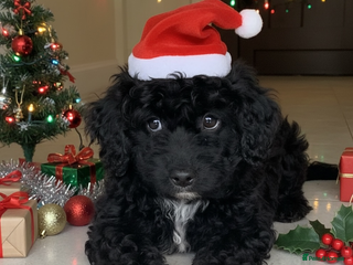 Miniature Poodle dogs Poodle x last girl fully vaccinated - Advert 16