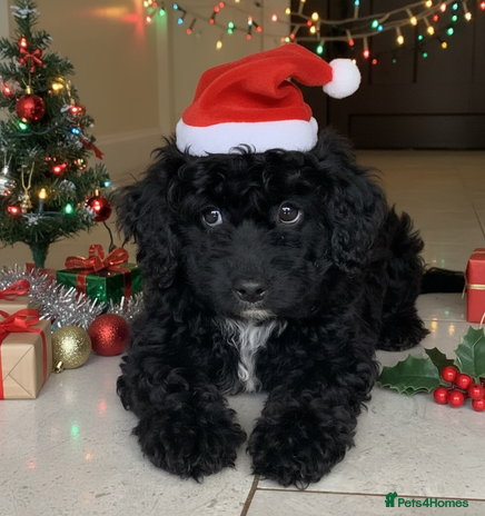 Miniature Poodle dogs Poodle x last girl fully vaccinated - Advert 9