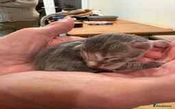 Maine Coon cats for sale: Maine Coon cuties - Advert 17