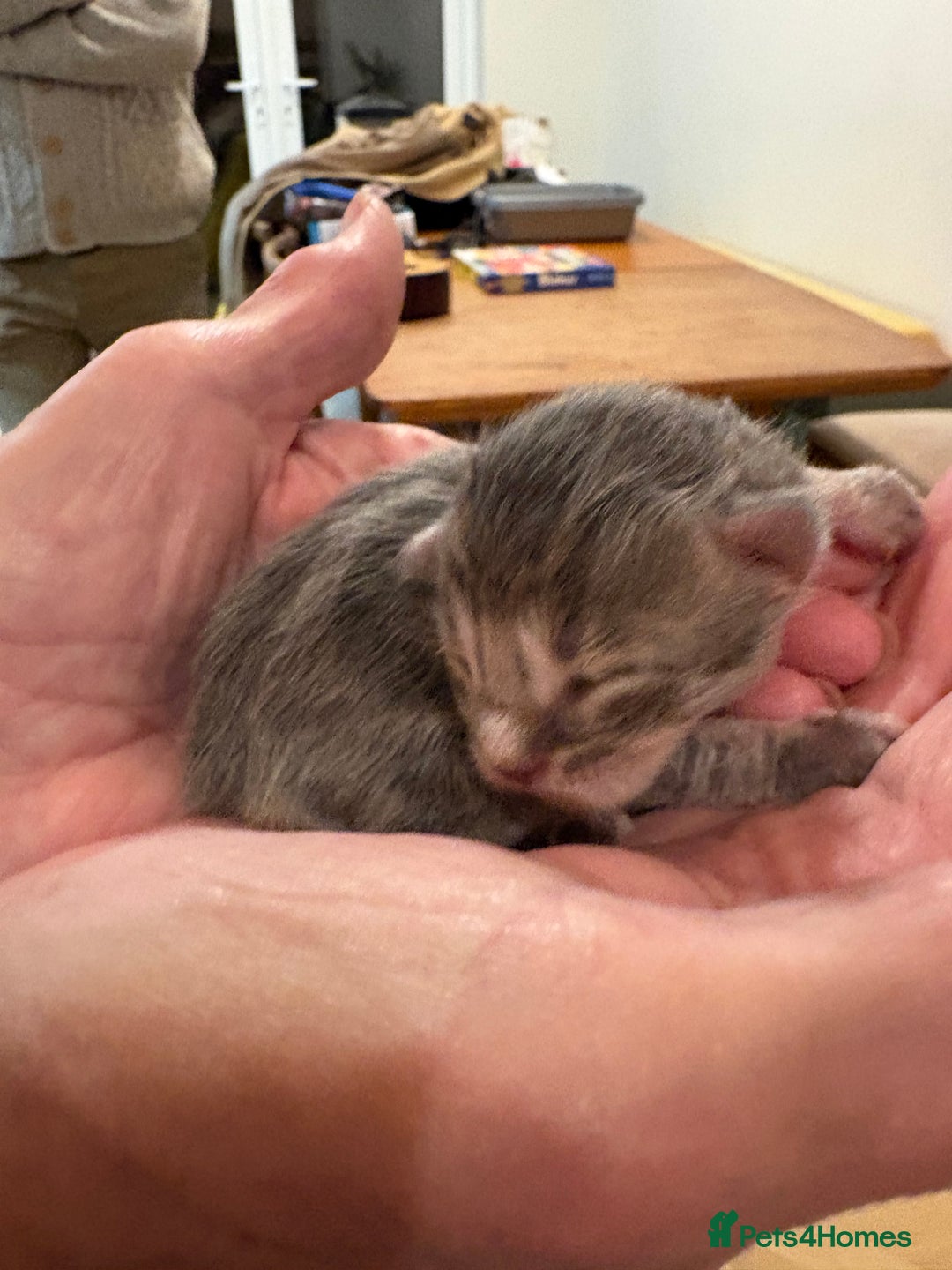 Maine Coon cats for sale: Maine Coon cuties - Advert 17