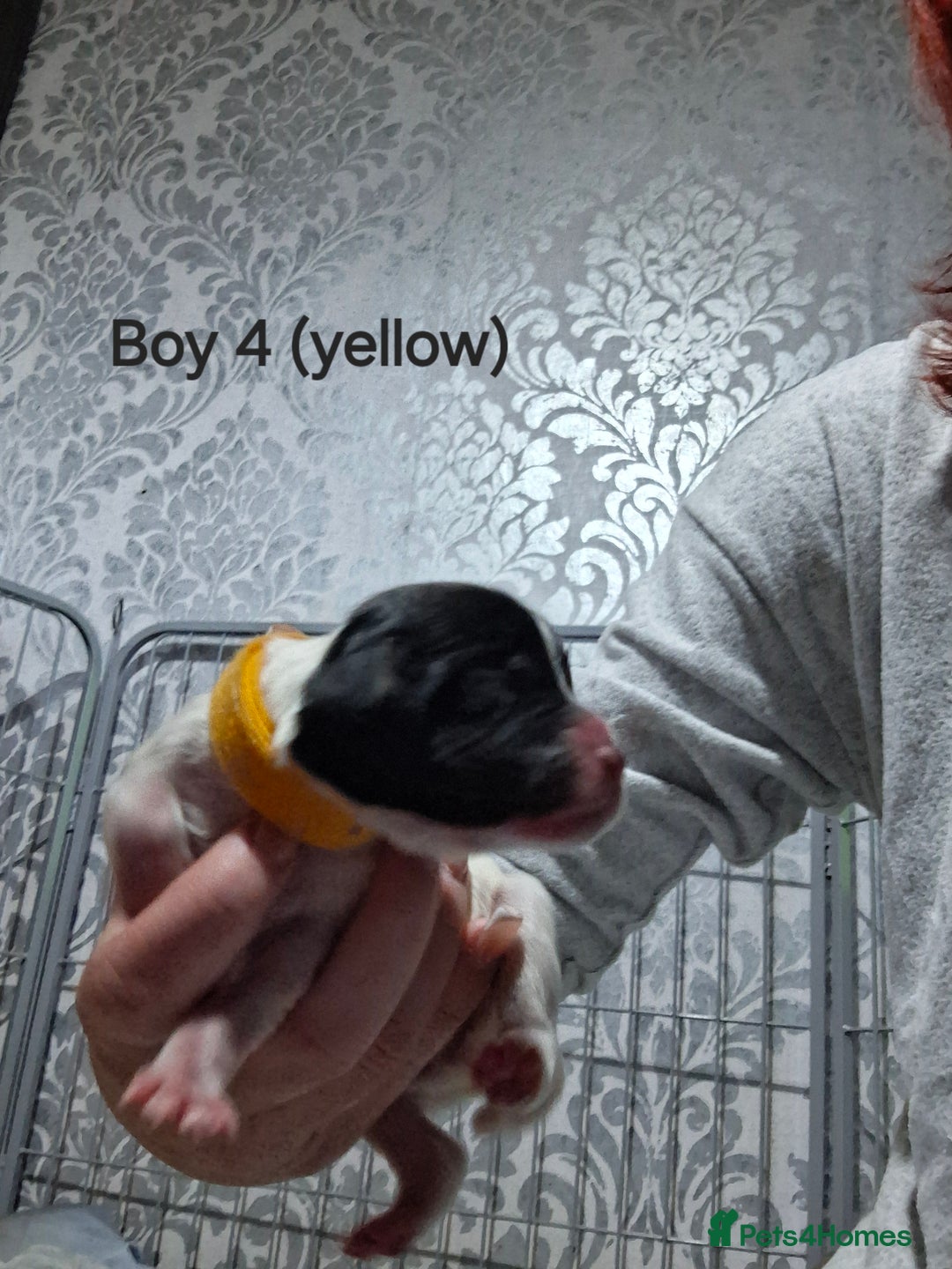 Sprocker dogs for sale: Sprocker/Springer Spaniel pups - Advert 12