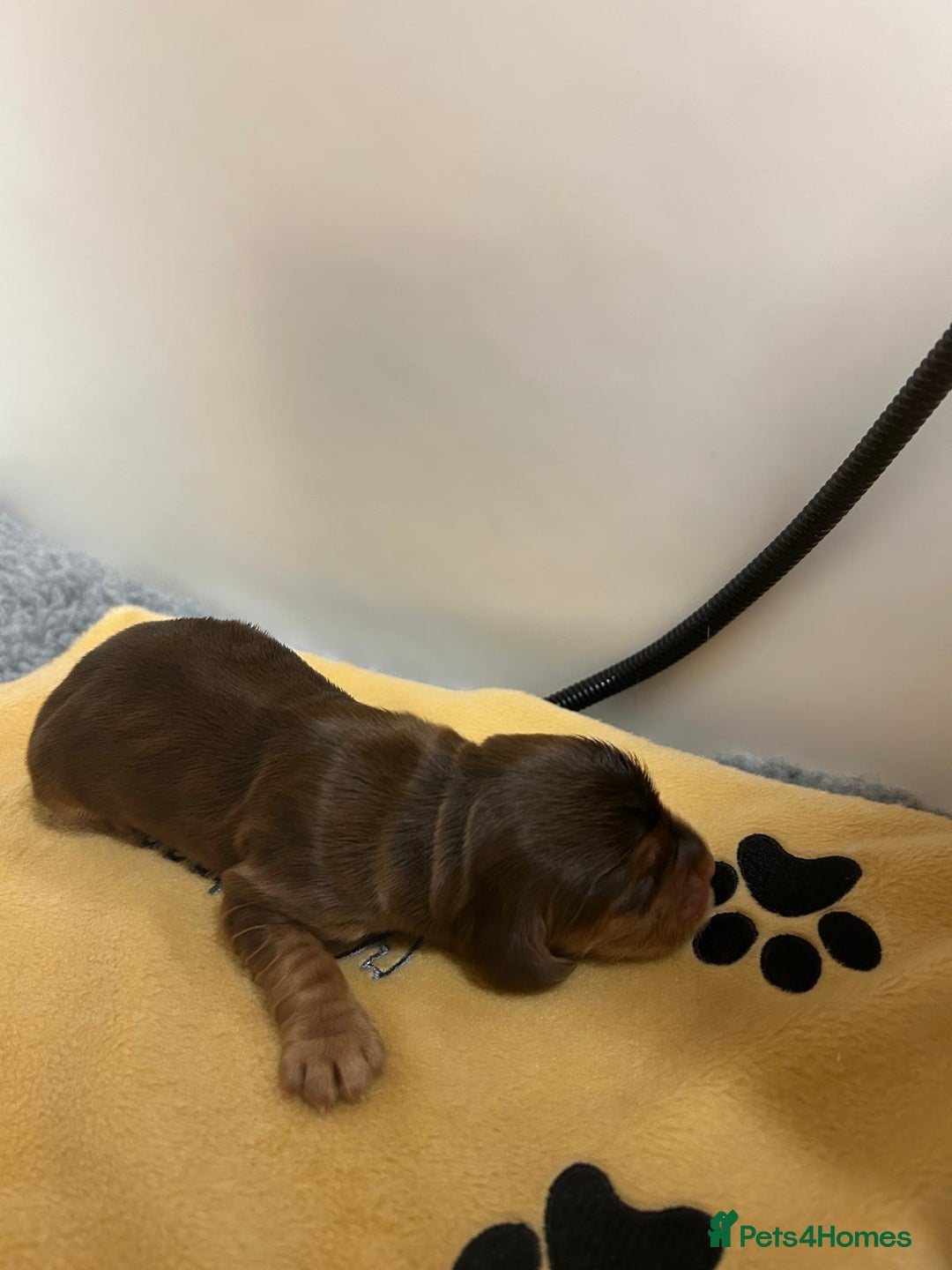 Cocker Spaniel dogs for sale: Show Cocker Spaniel Puppies - Advert 6