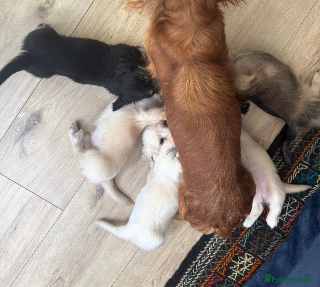 Miniature Dachshund dogs for stud: ✨Shaded Cream Miniature Dachshund✨ - Advert 5