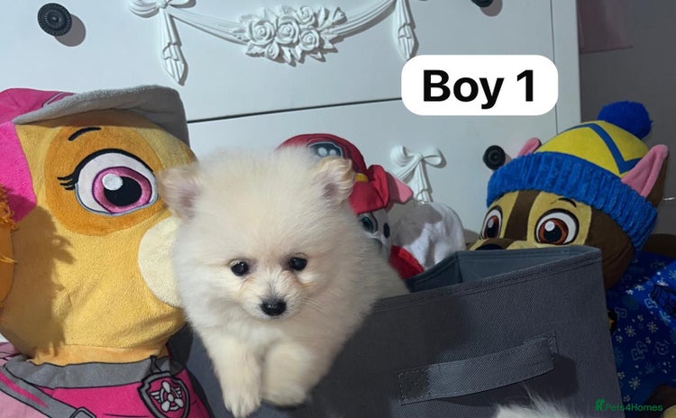 Pomeranian dogs - Advert 1