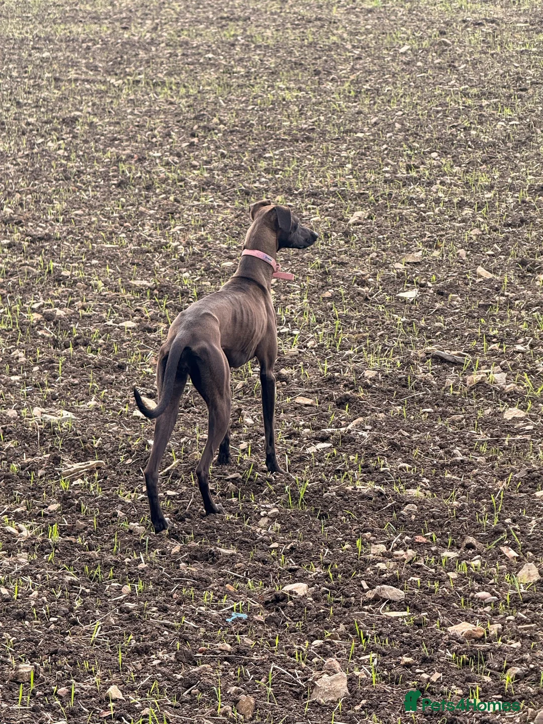 Whippet dogs for sale: 7 months whippet - Advert 2