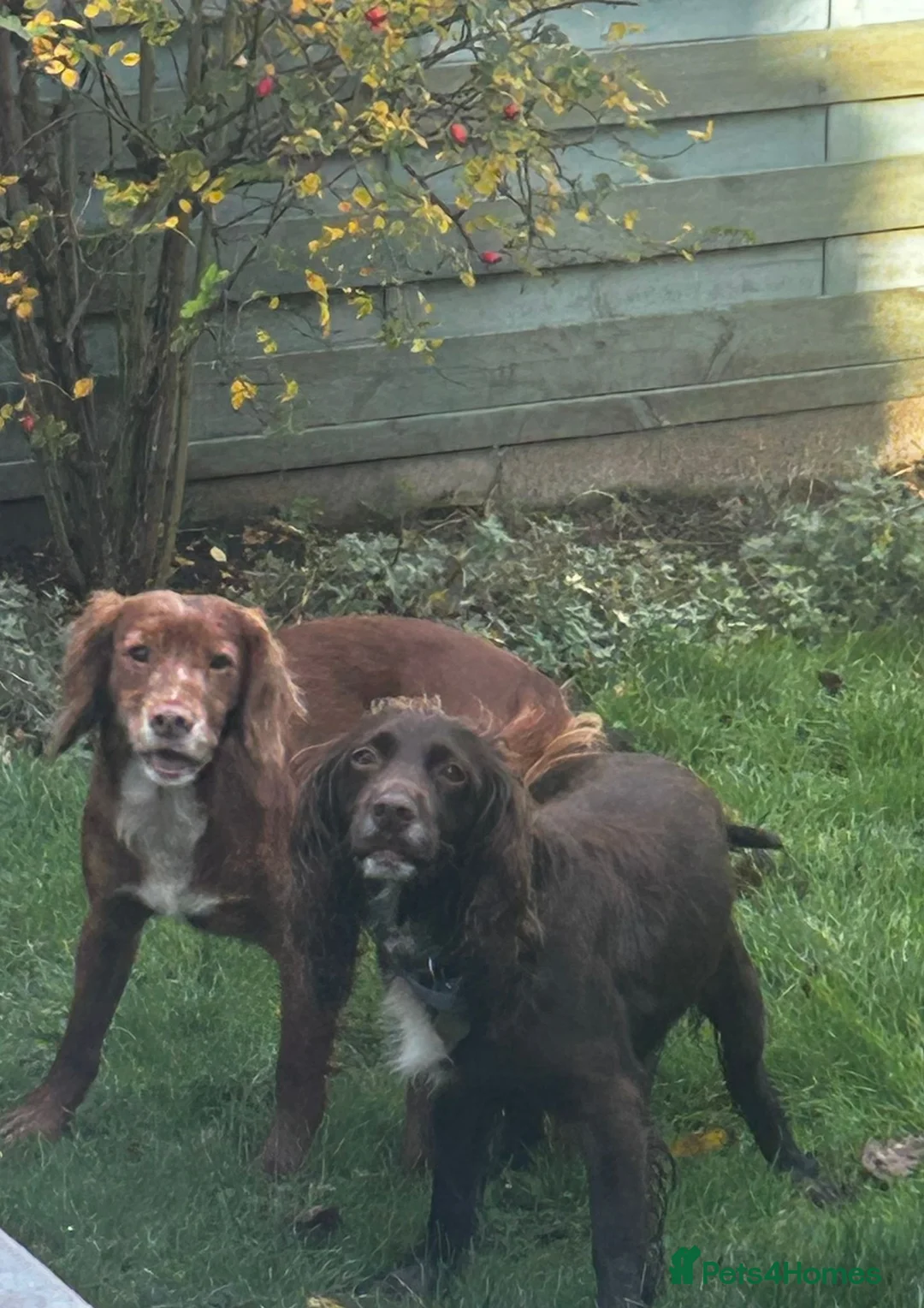 Cocker Spaniel dogs for sale: Holistic & Raw Fed Working Cocker Spaniels - Advert 2