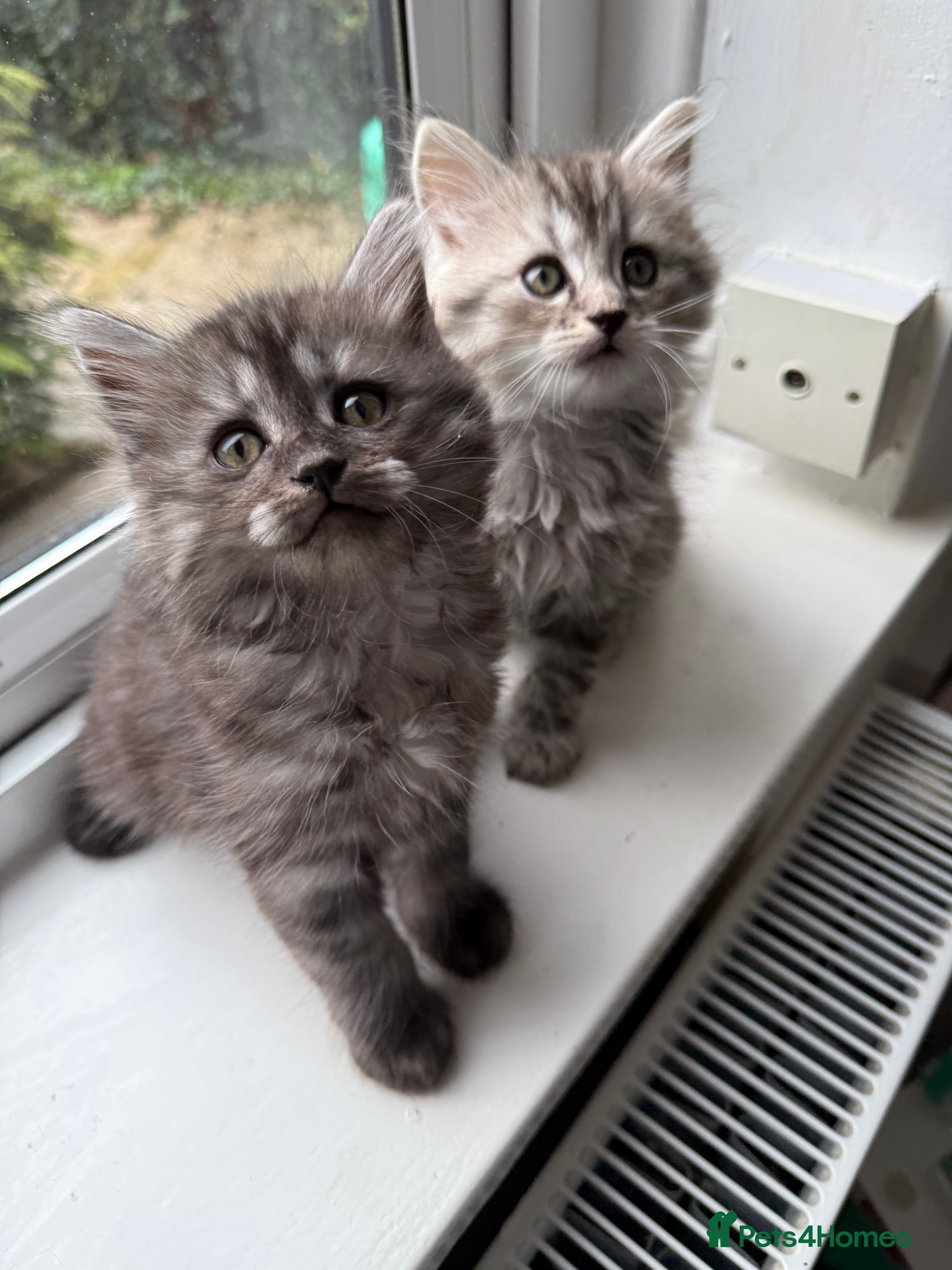 Persian cats PersianBSH dark silver girl - ready now 🩷 - Advert 4