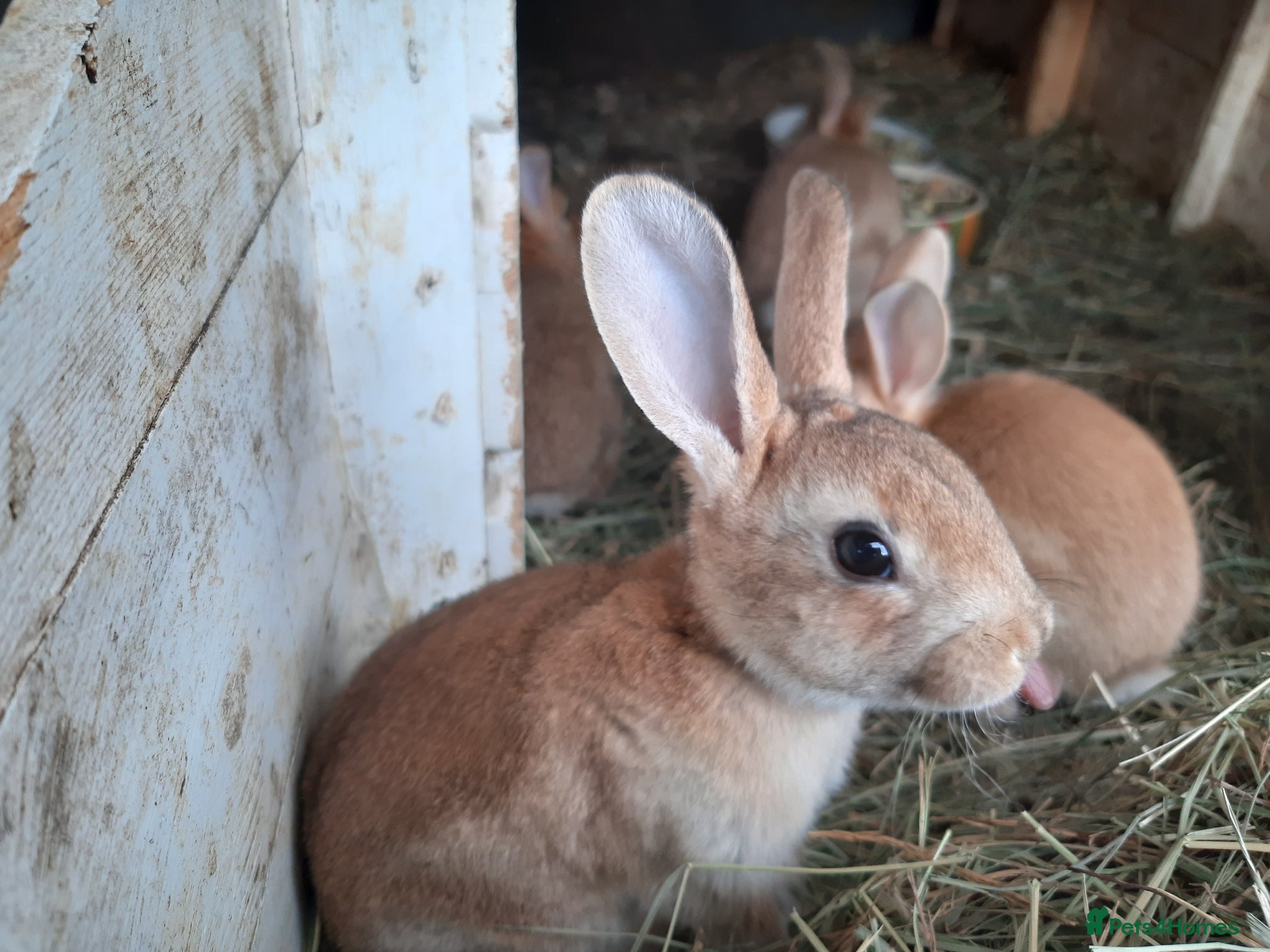 Mixed Breed rabbits for sale: Mixed rex and English tame and friendly rabbits - Advert 2