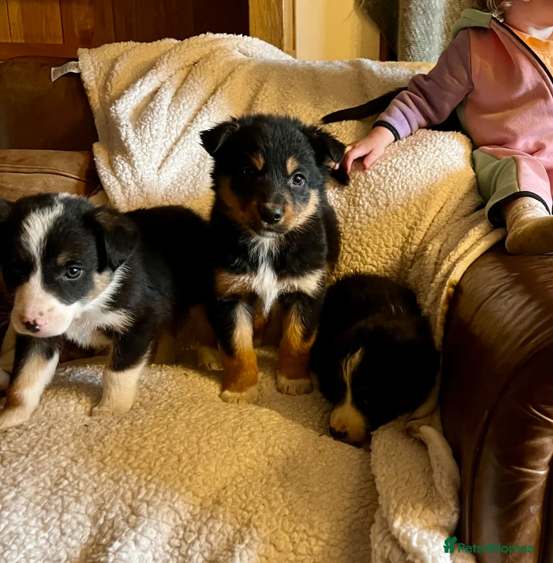 Border Collie dogs for sale: Border collies ready now  - Advert 4