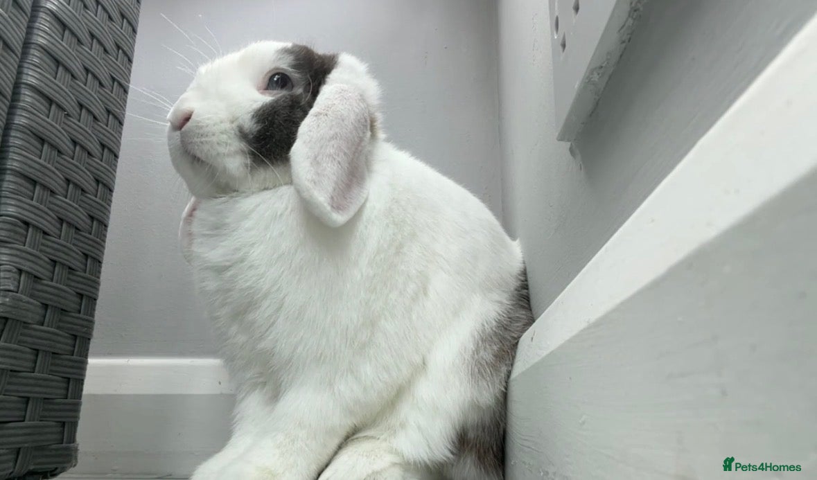 Mini Lop rabbits Beautiful mini lop male rabbit with cage & extras - Advert 1