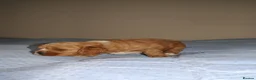 Cockapoo dogs for sale: Stunning F1 American Cockapoo HomeLicensed Breeder in Rickmansworth - Advert 17