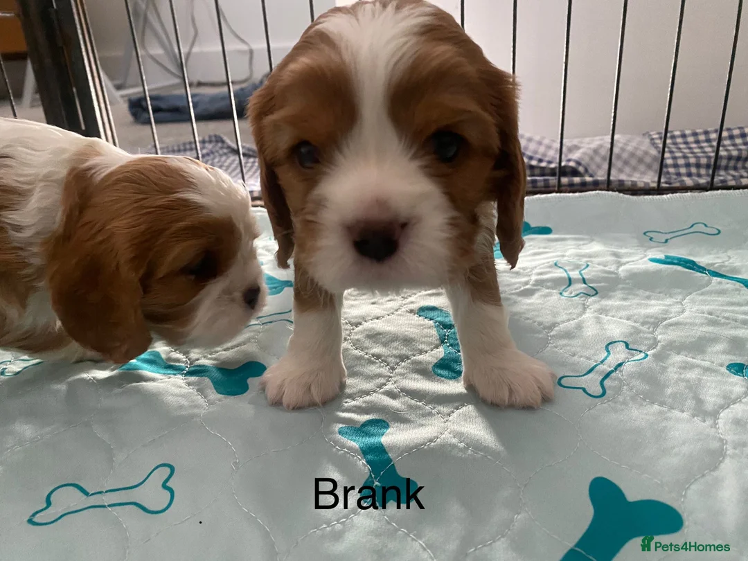 Cavalier King Charles Spaniel dogs for stud: KC Reg Cavalier King Charles Spaniel for Stud in Eastbourne - Advert 16