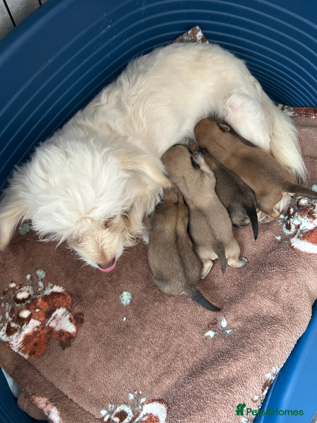 Chipoo dogs for sale: F1b Chipoo puppies - Image 13