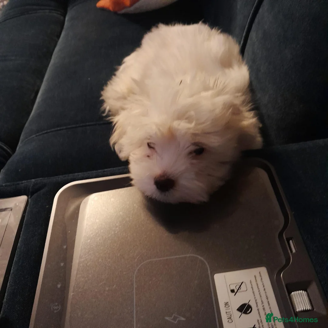 Maltese dogs for sale: 4 months old Maltese  in Birmingham - Advert 2