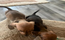 Dachshund dogs for sale: Dachshund puppies for sale - Image 9