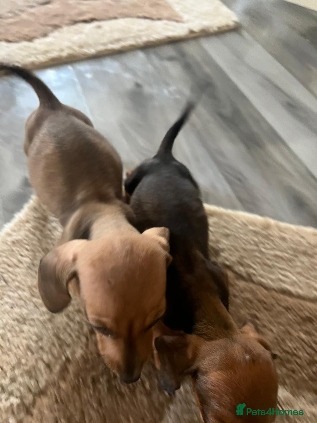 Dachshund dogs for sale: Dachshund puppies for sale - Image 9