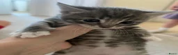 Mixed Breed cats for sale: 3 female kittens for sale - Advert 2