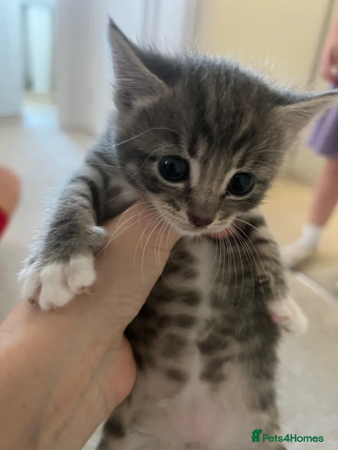 Mixed Breed cats for sale: 3 female kittens for sale - Advert 2