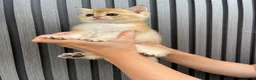 Scottish Fold cats for sale: SCOTTISH FOLD GOLDEN CHINCHILLA NY11-NY12 KITTENS. in Basildon - Advert 14