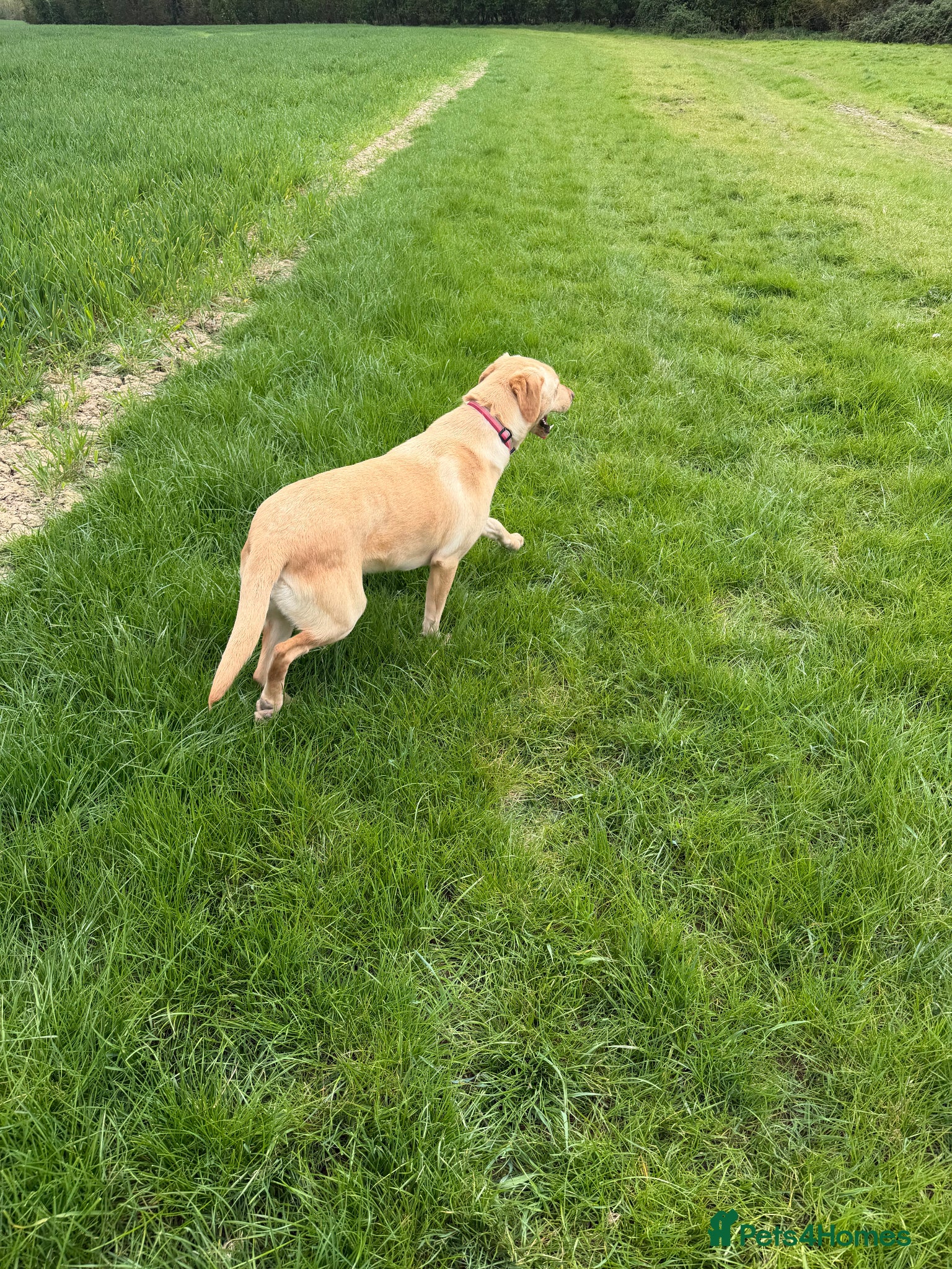 Labrador Retriever dogs for sale: Labrador girl looking for new home  - Advert 4