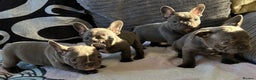 French Bulldog dogs for sale: 4 Solid Blue French Bulldog Girls - Advert 15